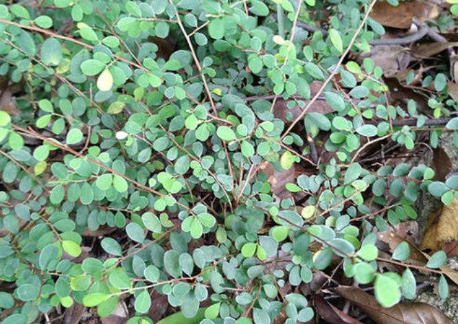 7,治背痈:鲜铁包金30g.水炖服;另取鲜叶捣烂敷患处.