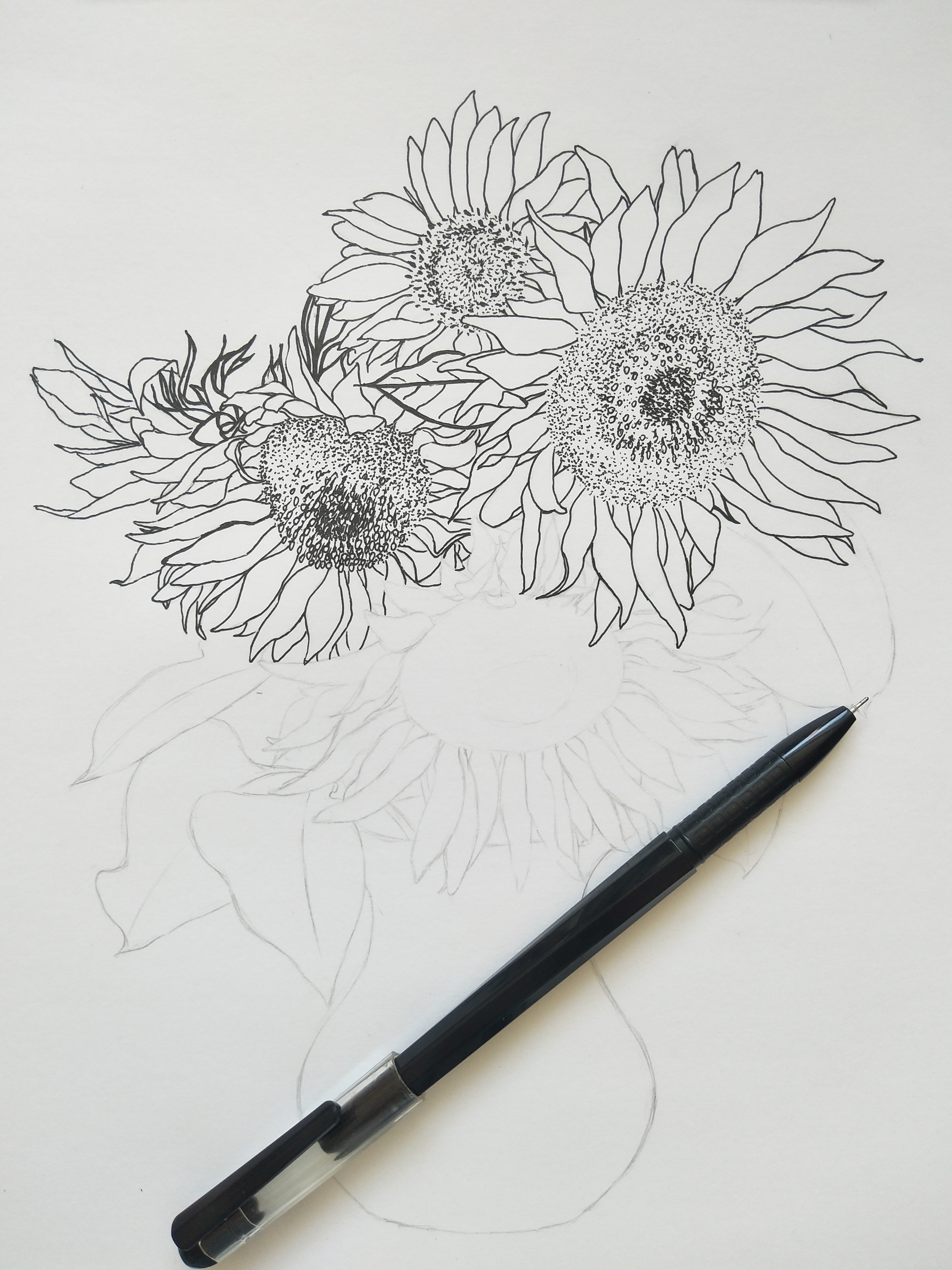 彩铅线描花卉向阳而生的向日葵