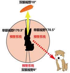 食草动物|面对狮子的攻击，为什么野牛不组织起来反抗？而是一哄而散？