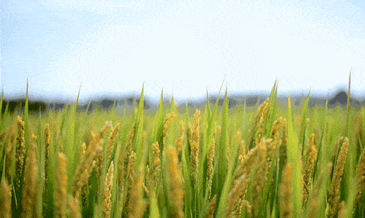 科学|“转化”为现实生产力，并不是科学研究的唯一价值