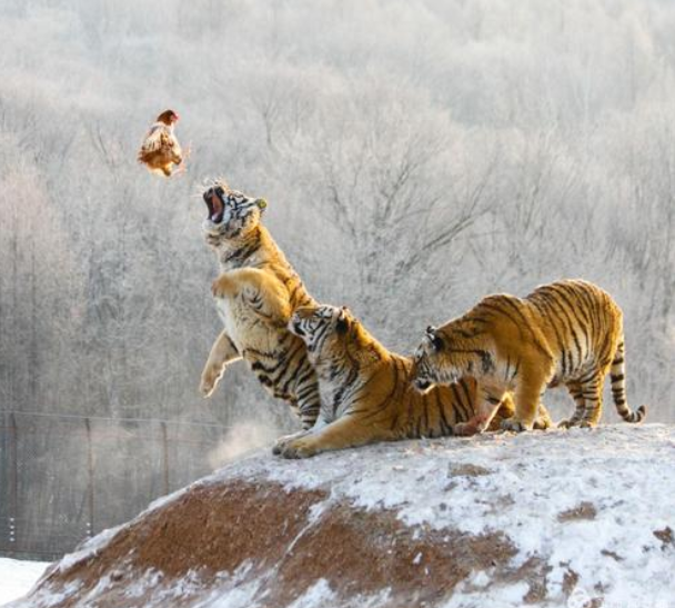 老虎|如果把老虎放在非洲，那狮子会以老虎为食吗？