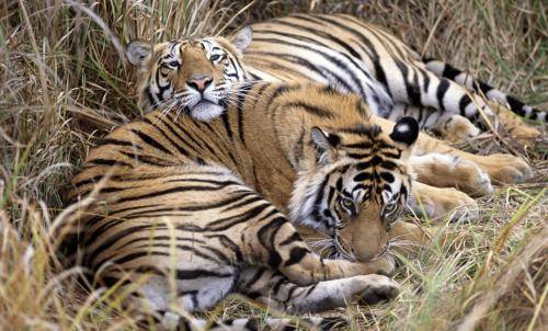 老虎|如果把老虎放在非洲，那狮子会以老虎为食吗？