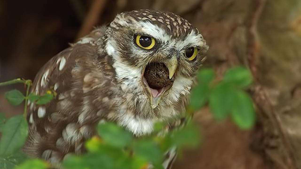 猫头鹰|“猫头鹰濒危死亡时会吐出一团毛球”,是真的吗?