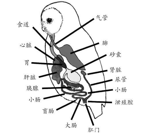 猫头鹰|“猫头鹰濒危死亡时会吐出一团毛球”,是真的吗?