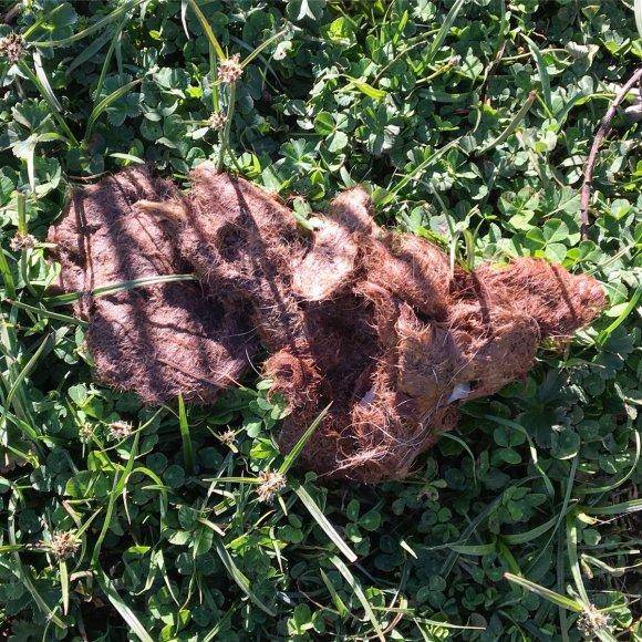 猫头鹰|“猫头鹰濒危死亡时会吐出一团毛球”,是真的吗?