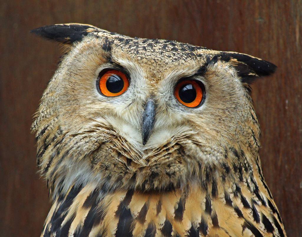 猫头鹰|“猫头鹰濒危死亡时会吐出一团毛球”,是真的吗?