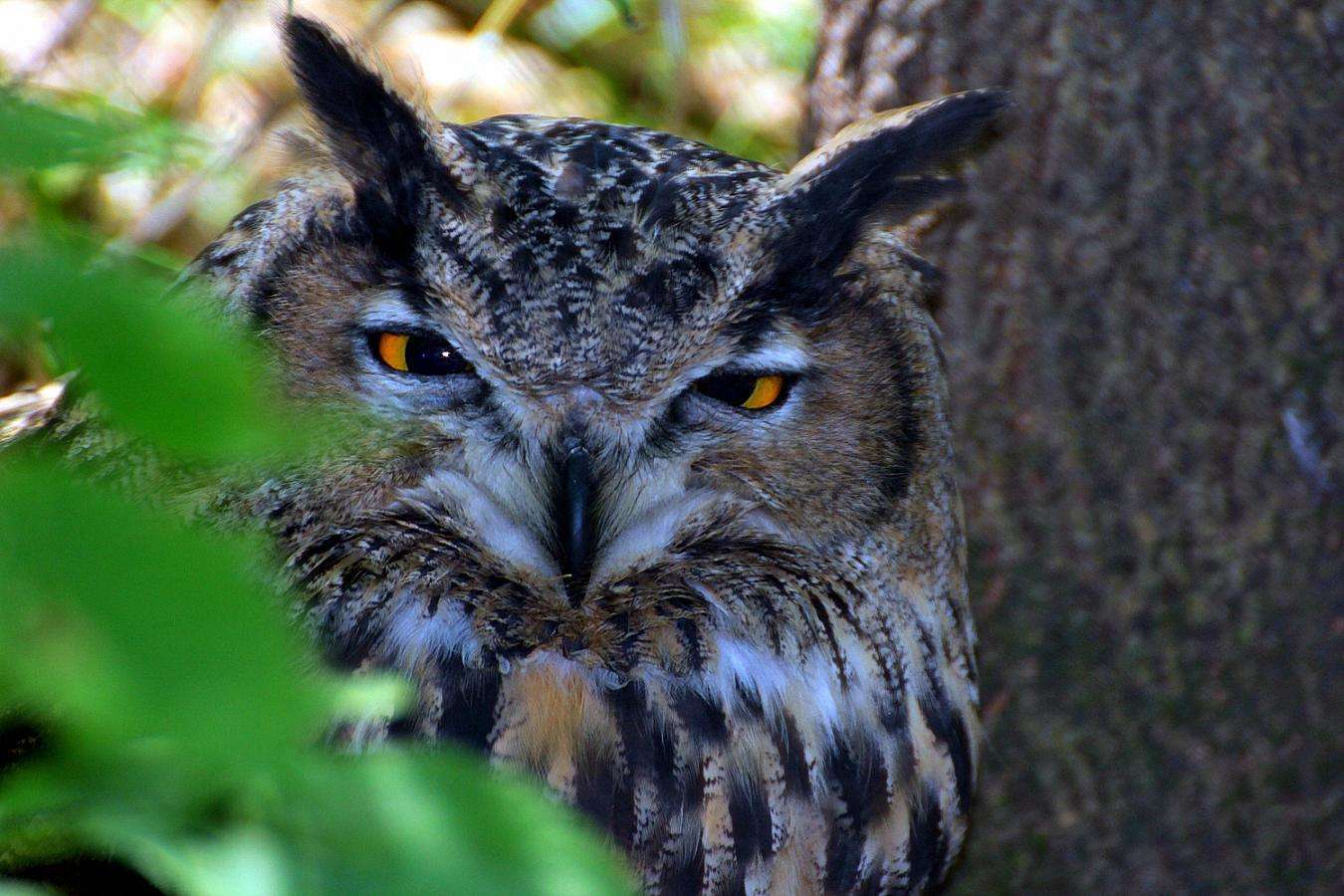 猫头鹰|“猫头鹰濒危死亡时会吐出一团毛球”,是真的吗?