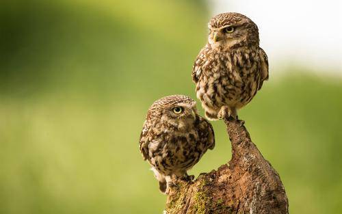 猫头鹰|“猫头鹰濒危死亡时会吐出一团毛球”,是真的吗?