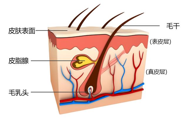 生活|再光鲜靓丽的装饰，也掩盖不住头发里透出的贫穷