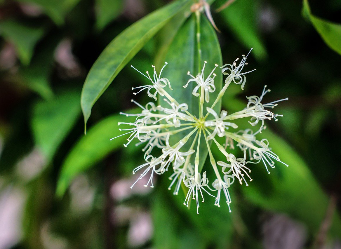 竹子开花|竹子开花，赶快搬家，竹子开花真有这么邪？