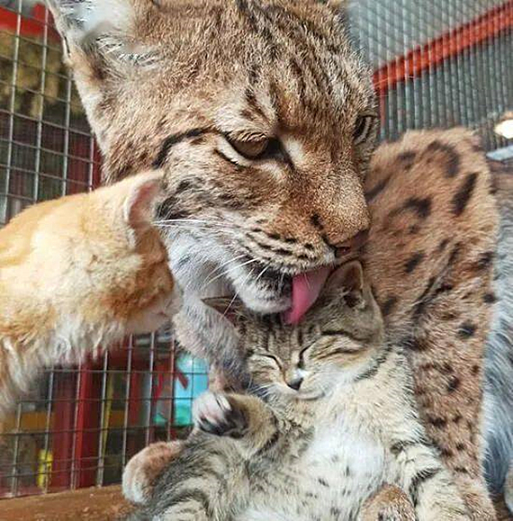 动物园员工捡到3只流浪猫让猞猁当起了临时妈妈竟毫无违和感