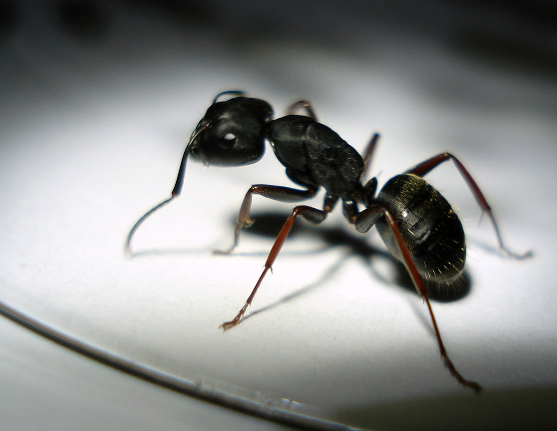 科学|体型大小到底重不重要?如果人类和蚂蚁一般大,还能统治地球吗?