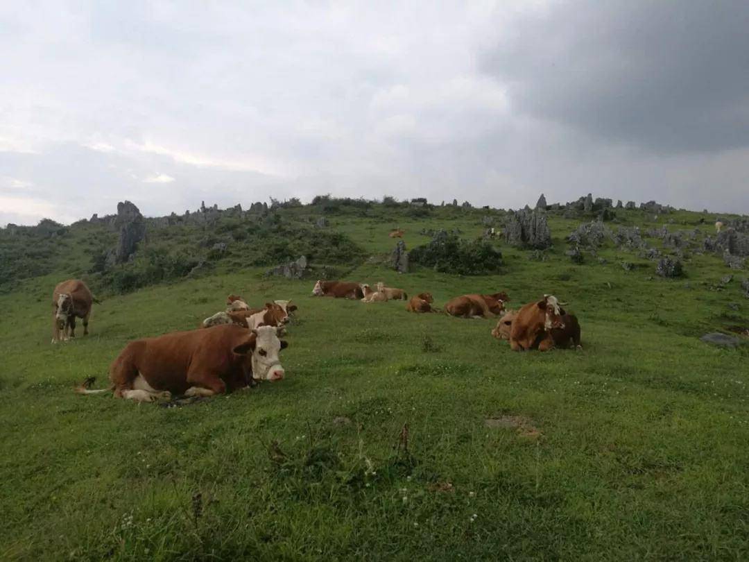 蛔虫|过去农村常见的蛔虫,现在怎么见不到了?