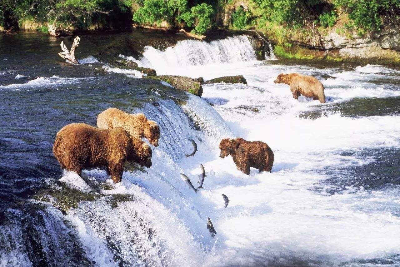 棕熊|为什么猫科动物打不过棕熊？