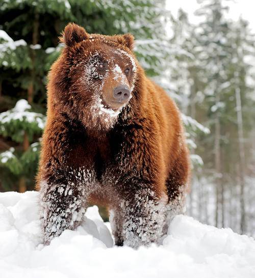 棕熊|为什么猫科动物打不过棕熊？