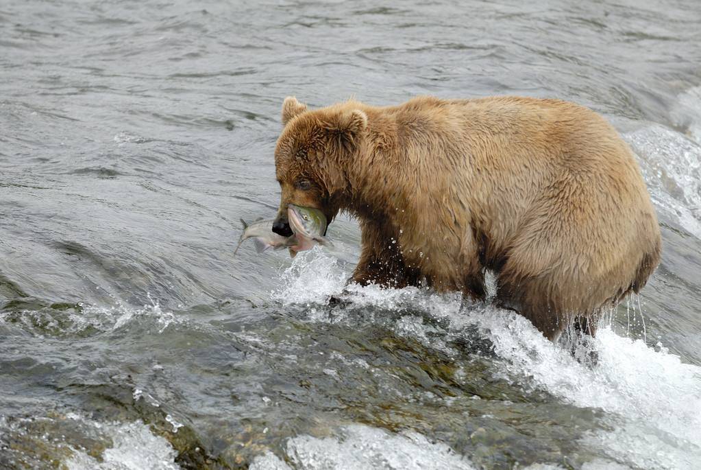 棕熊|为什么猫科动物打不过棕熊？