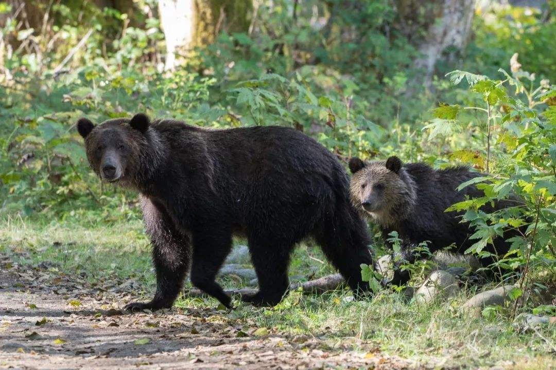 棕熊|为什么猫科动物打不过棕熊？