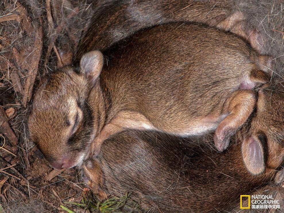 野兔|为什么现在很少见到野兔了？哪里的野兔比较多？