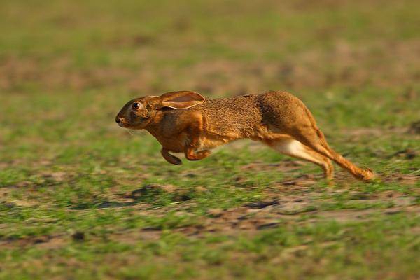 野兔|为什么现在很少见到野兔了？哪里的野兔比较多？
