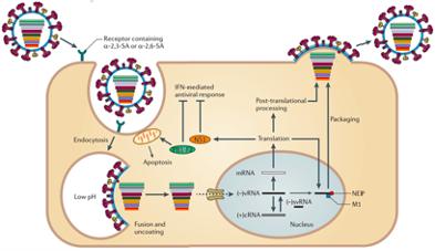 香港流感|躲不过的流感季,是什么样的病毒让人类这么束手无策?