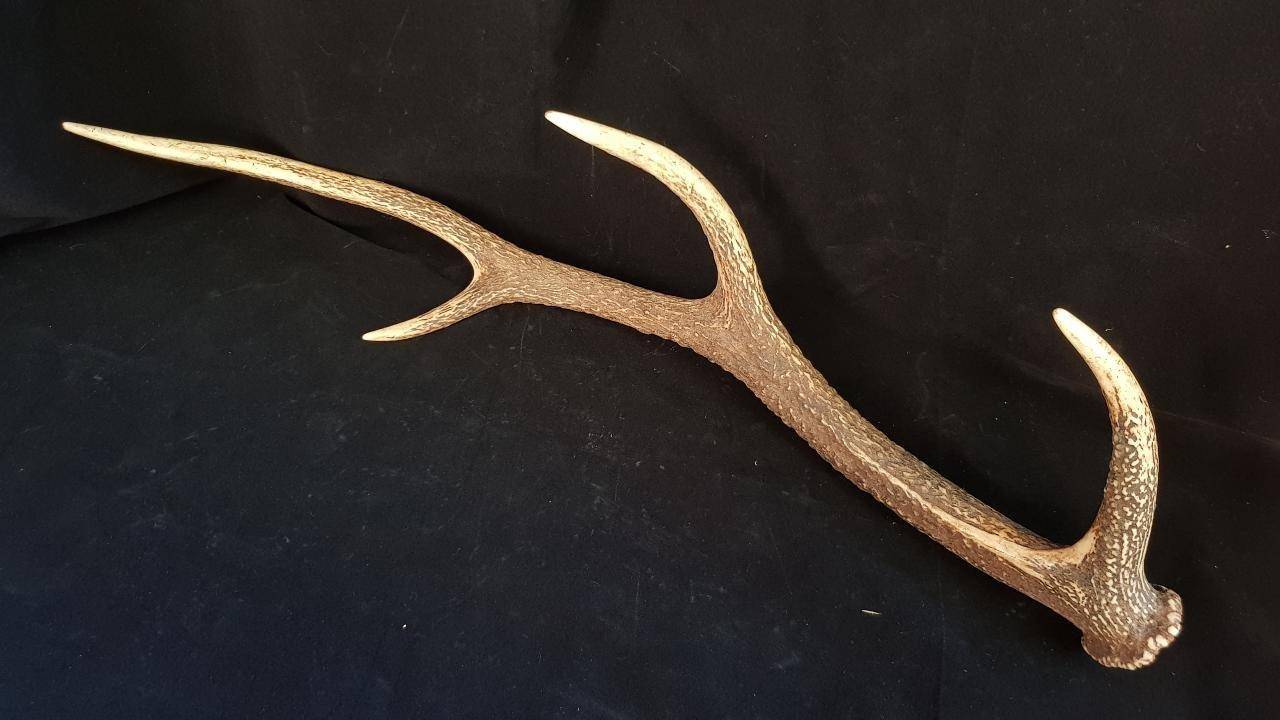 梅花鹿|梅花鹿的鹿茸被采割时，鹿会感觉到疼痛吗？