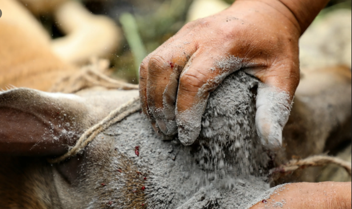 梅花鹿|梅花鹿的鹿茸被采割时，鹿会感觉到疼痛吗？