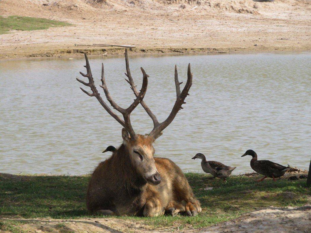 梅花鹿|梅花鹿的鹿茸被采割时，鹿会感觉到疼痛吗？