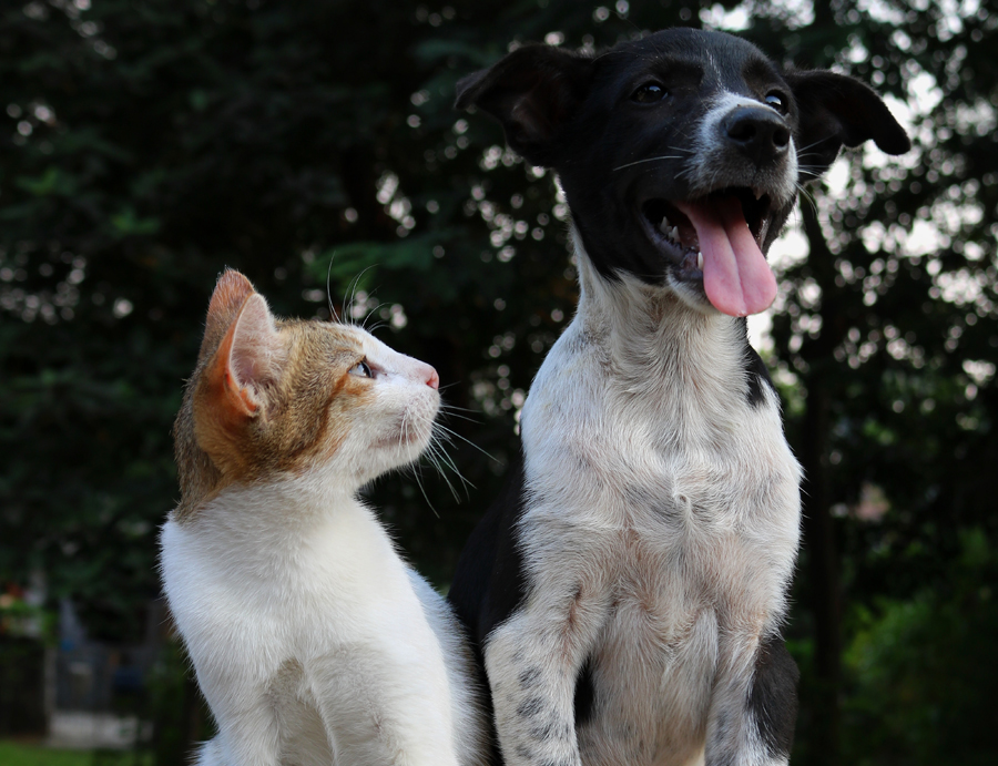 狗|你能够容忍一只呲牙的猫，却无法容忍一只呲牙的狗，知道为啥吗？