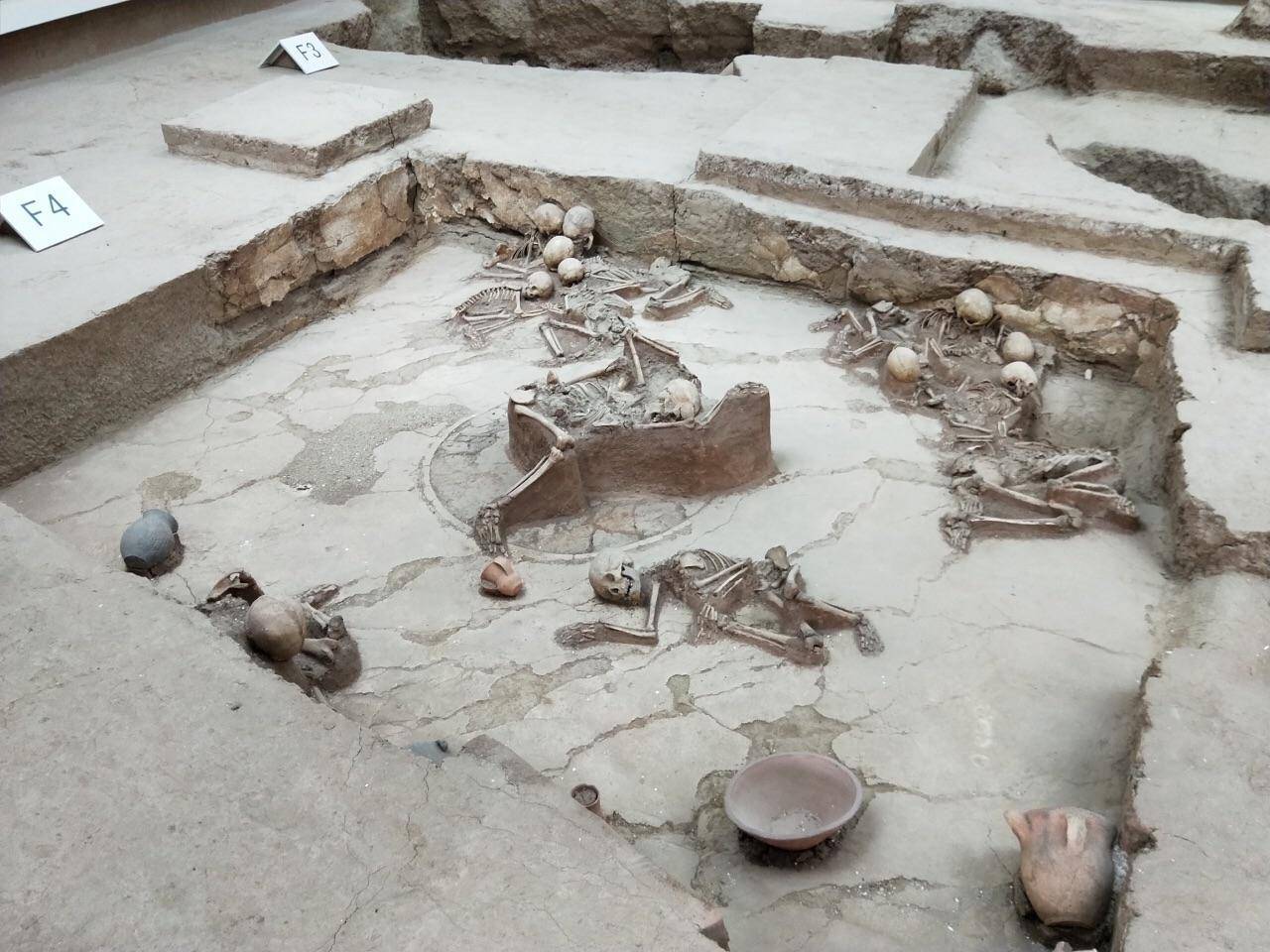 科学|如果没有人类，地球会变成什么样？