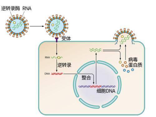 动物|古代猎人经常接触野生动物，为什么他们没有被病毒感染？