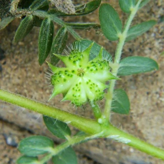 植物|蒺藜草属｜植物界的小刺猬