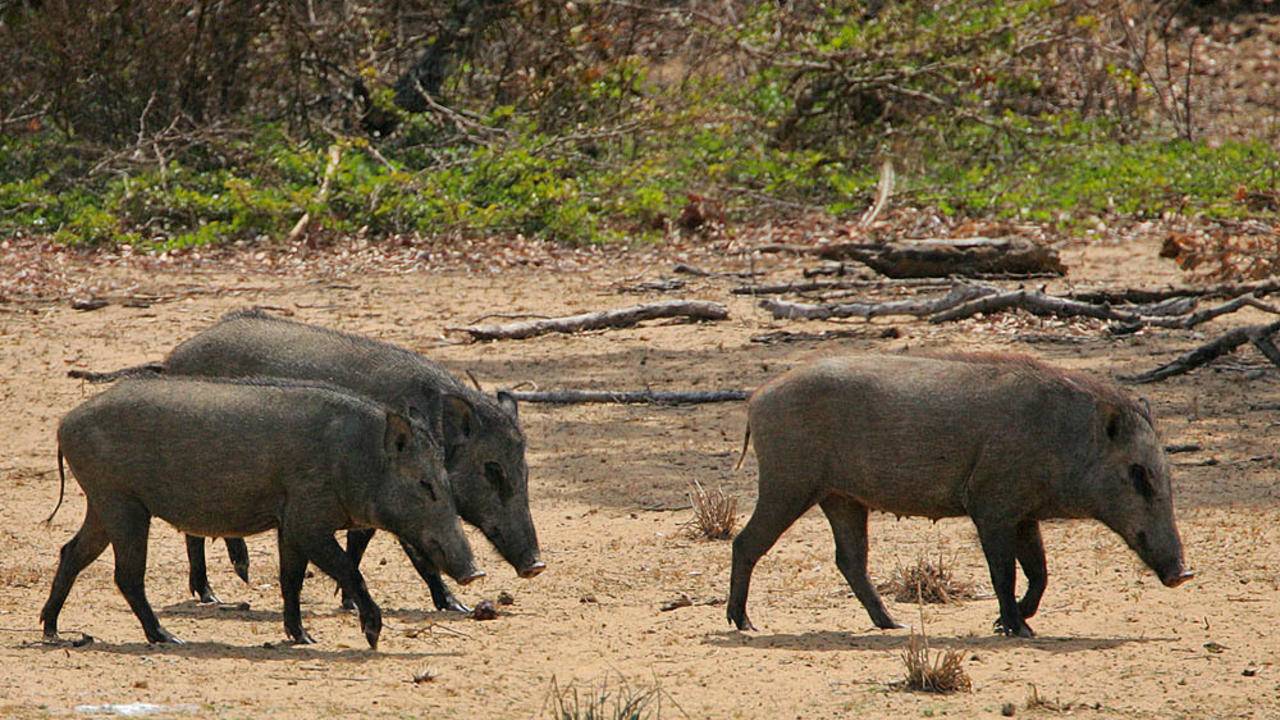 科学|美国野猪泛滥许久，每年损失高达15亿，为何美国人不抓来吃？