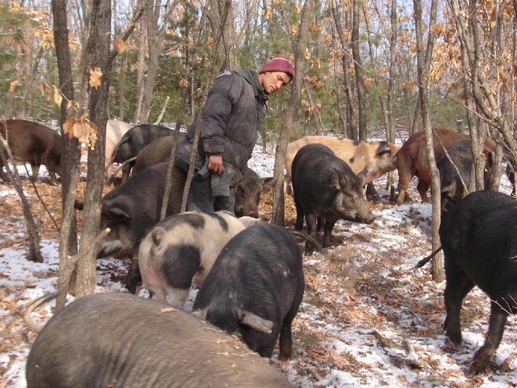 科学|美国野猪泛滥许久，每年损失高达15亿，为何美国人不抓来吃？