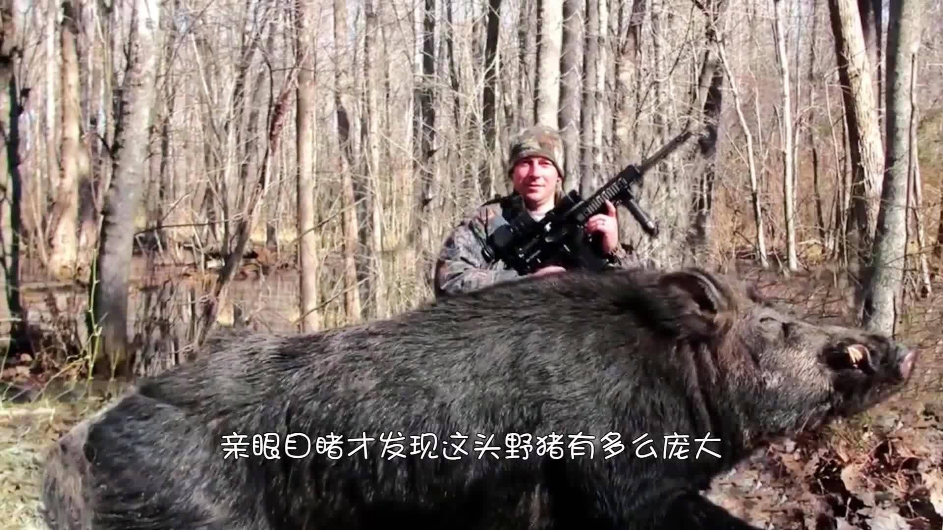科学|美国野猪泛滥许久，每年损失高达15亿，为何美国人不抓来吃？