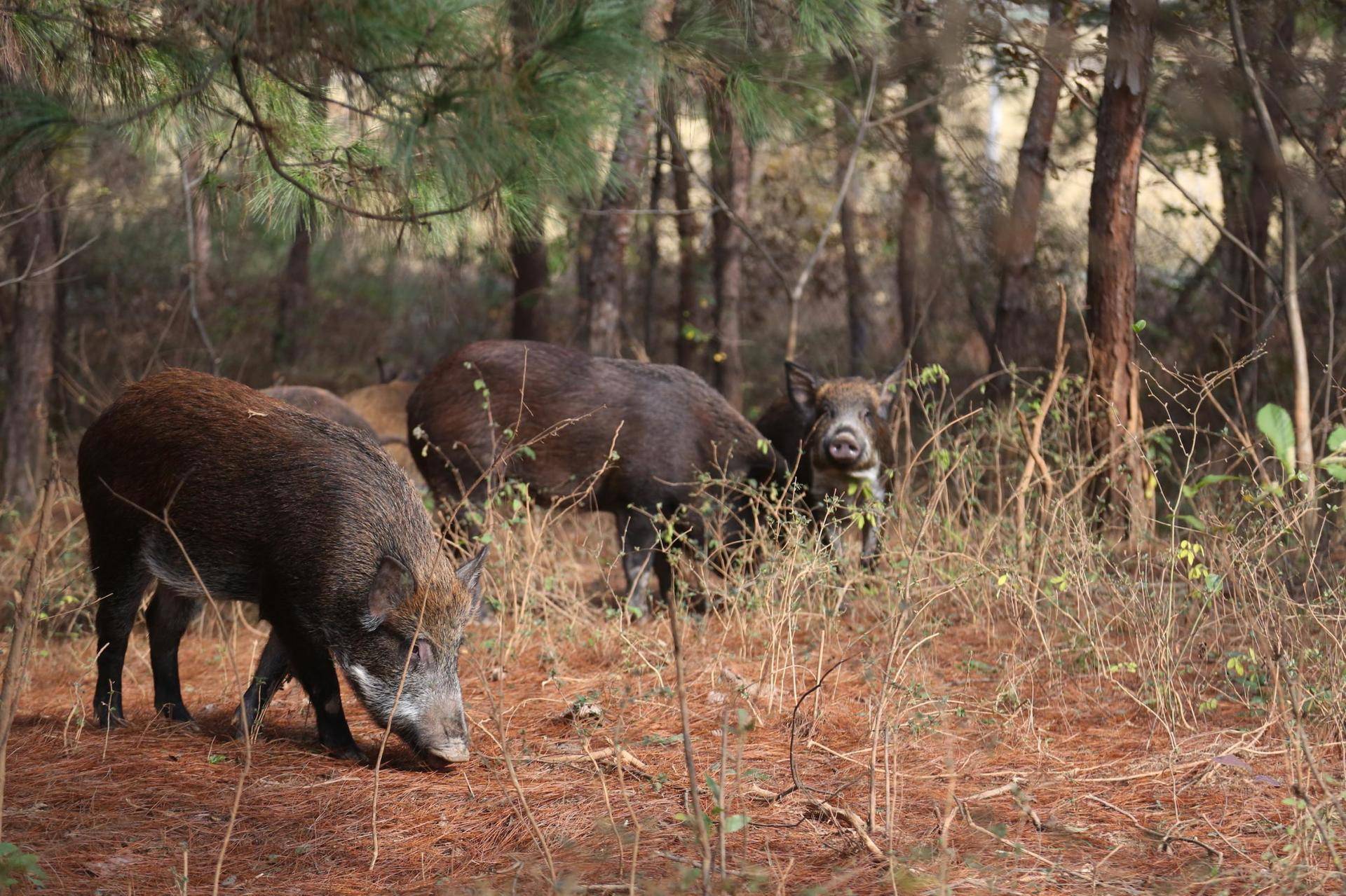 科学|美国野猪泛滥许久，每年损失高达15亿，为何美国人不抓来吃？