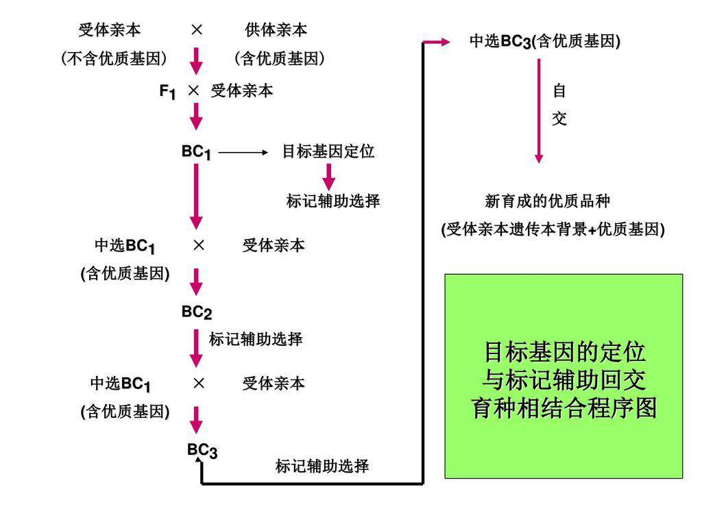 科学|回交可以培育新品种，拯救濒危生物，为什么人们仍然反对回交？