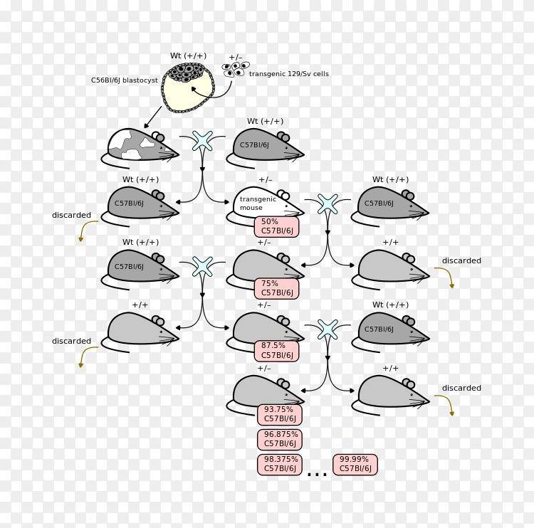 科学|回交可以培育新品种，拯救濒危生物，为什么人们仍然反对回交？