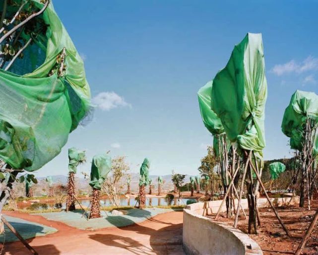 林业|澳媒：中国这一成功是给全世界上的一堂课