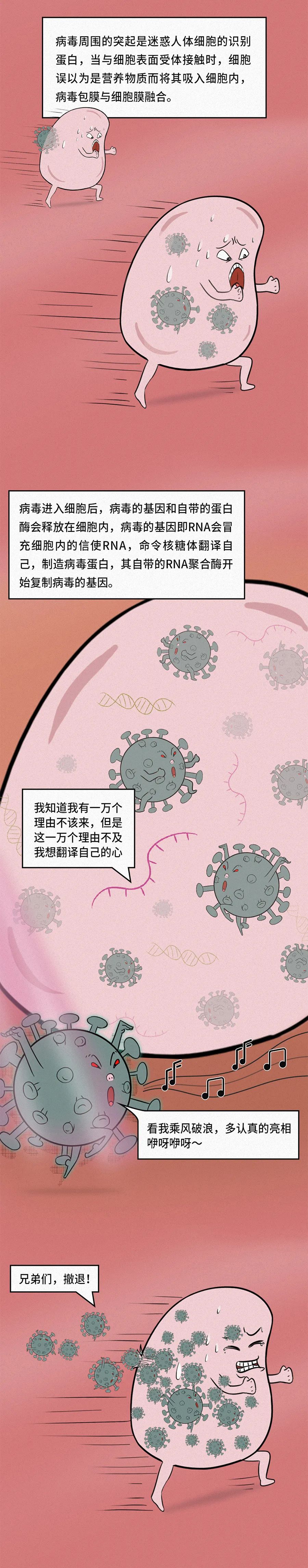 知识就是力量|新冠大作战丨漫画图解新冠病毒到底是一种怎样的生物?