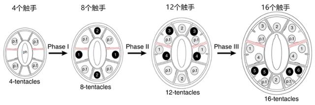 科学|吃多了肚子容易长赘肉？对于它来说只是长胳膊而已