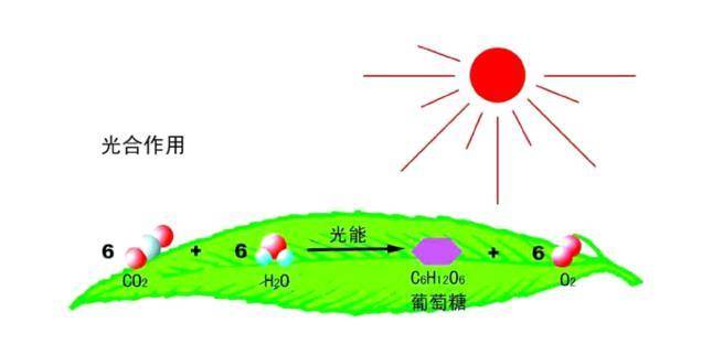 动物|为什么没有以人类为食的动物？人类为什么没有天敌？