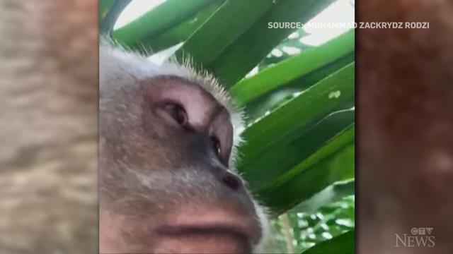 社会|成精了？马来西亚猴子入室偷走手机，吞食不成后“疯狂自拍”