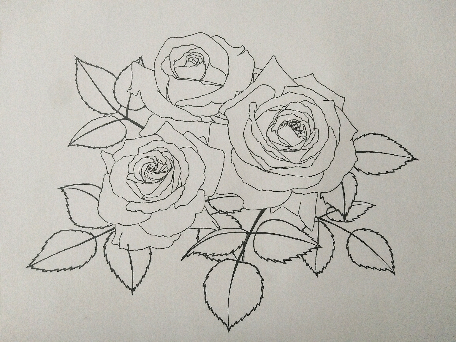 需要注意针管笔线条的连贯性,描画叶子的时候把叶子边缘的锯齿也画