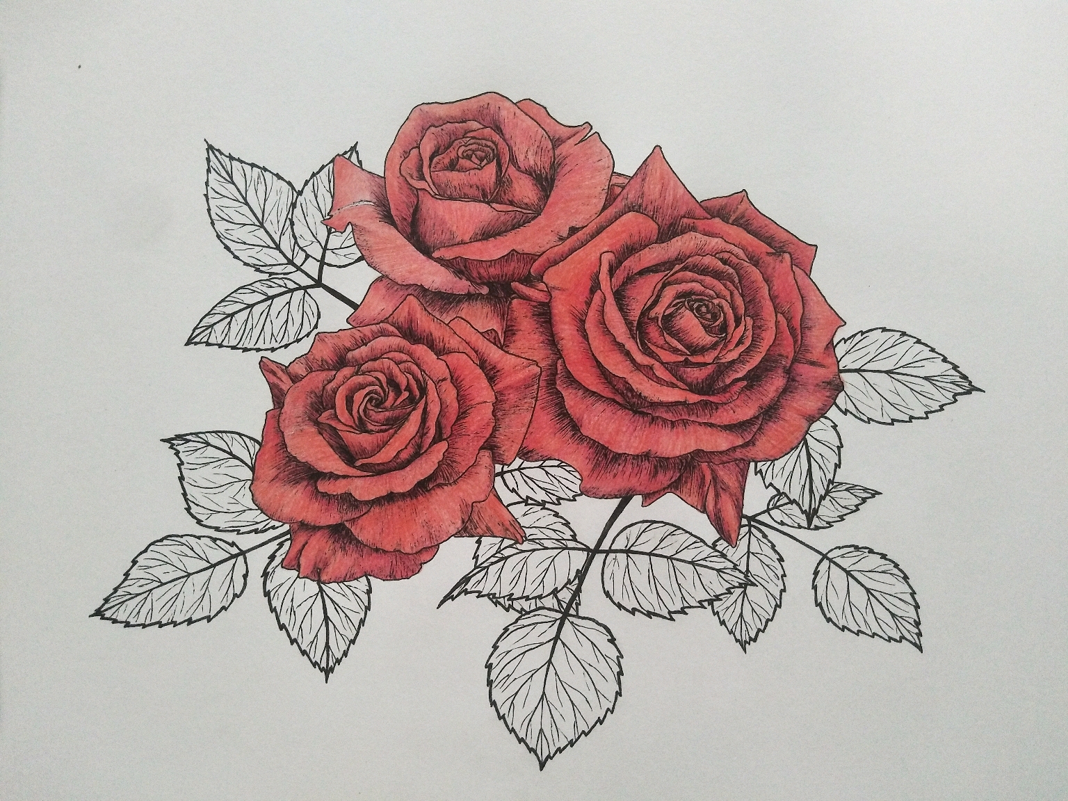 彩铅线描花卉象征着热烈爱意的红玫瑰