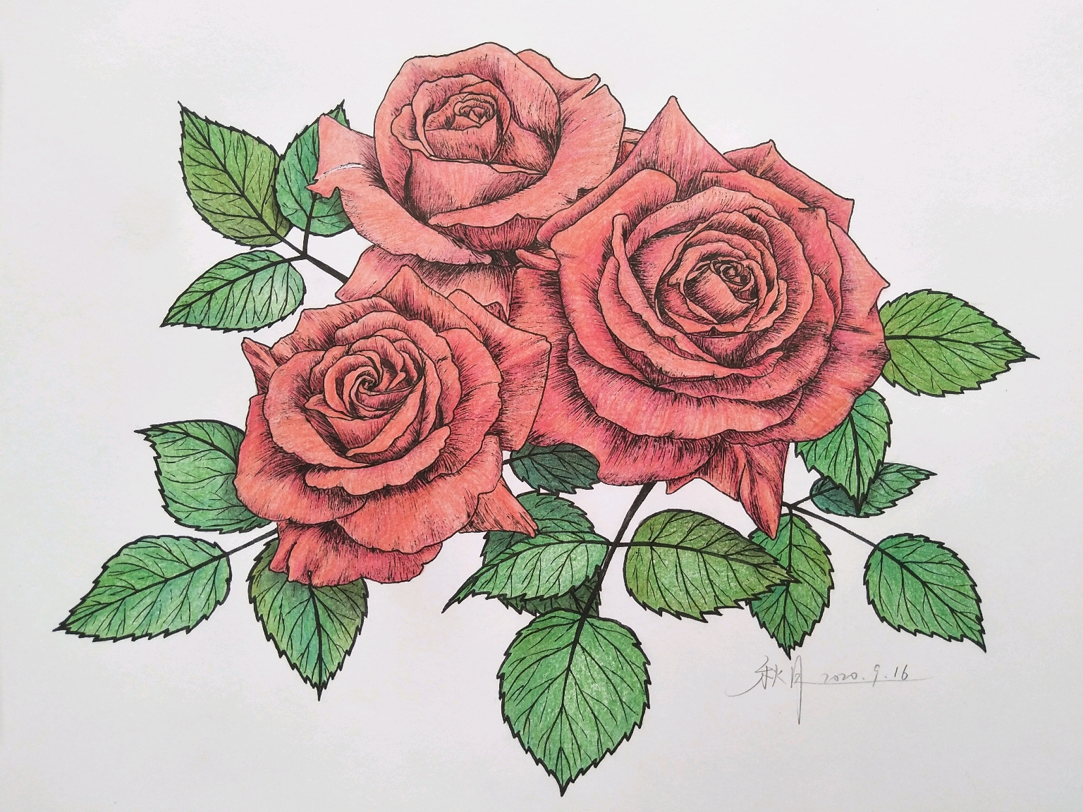 彩铅线描花卉象征着热烈爱意的红玫瑰