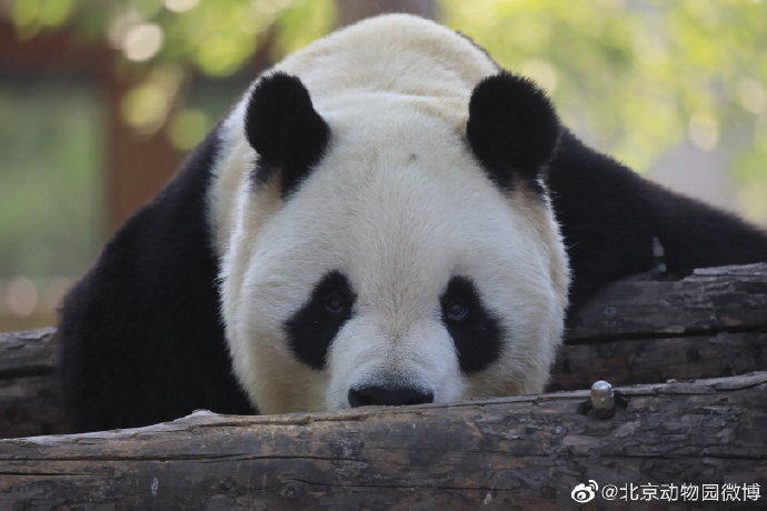 大熊猫|心痛！北京动物园28岁大熊猫“大地”因病去世