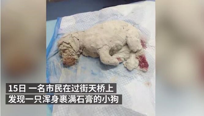 小狗|三个月大狗狗浑身涂石膏被遗弃，北京警方受理案件