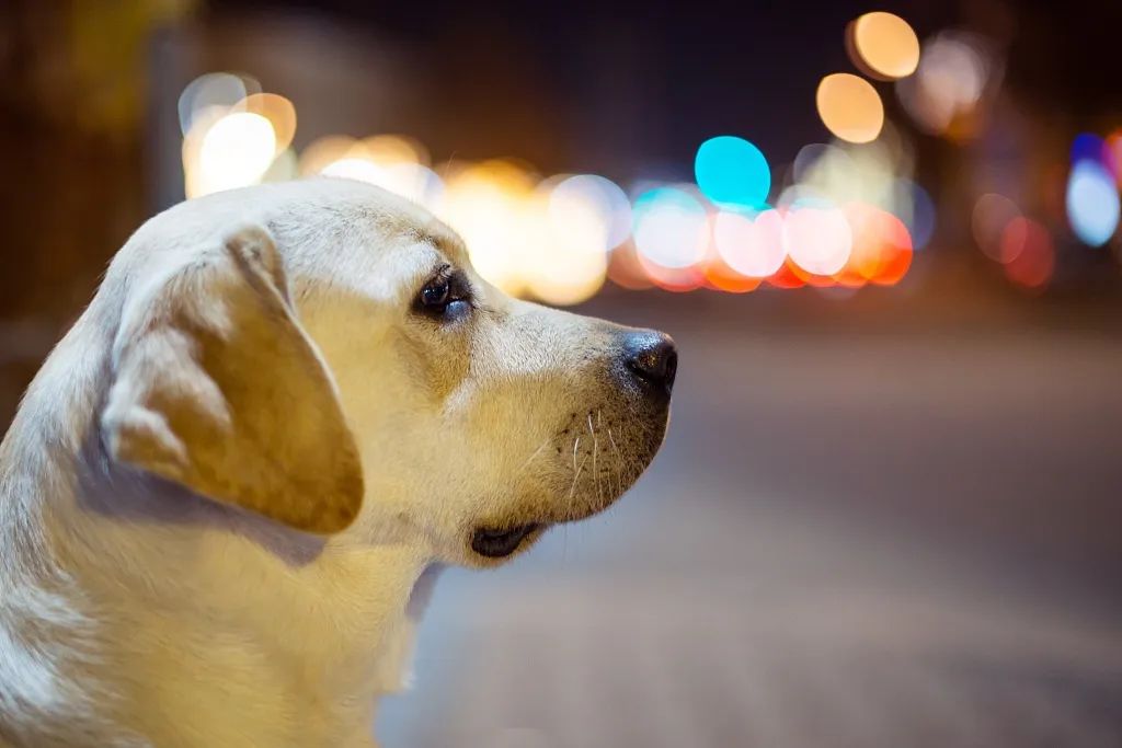 导盲犬|在现实中消失的盲人，在网上悄悄直播。｜百家故事