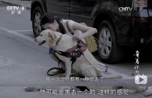 导盲犬|在现实中消失的盲人，在网上悄悄直播。｜百家故事