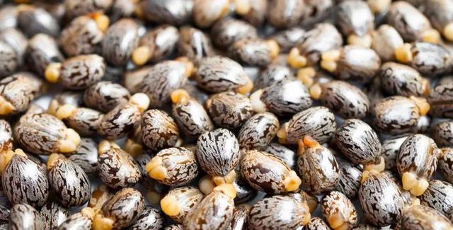 特朗普|特朗普又收毒信封,嫌疑人已锁定